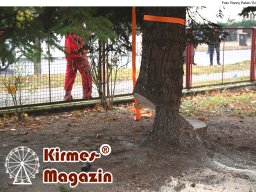 Fällung und Aufstellung des Weihnachtsbaumes für den Weihnachtsmarkt an der Berliner Gedächtniskirche