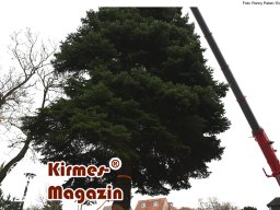 Fällung und Aufstellung des Weihnachtsbaumes für den Weihnachtsmarkt an der Berliner Gedächtniskirche