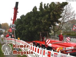 Fällung und Aufstellung des Weihnachtsbaumes für den Weihnachtsmarkt an der Berliner Gedächtniskirche
