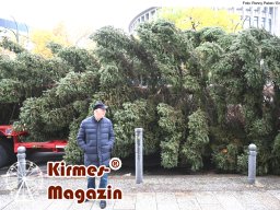 Fällung und Aufstellung des Weihnachtsbaumes für den Weihnachtsmarkt an der Berliner Gedächtniskirche